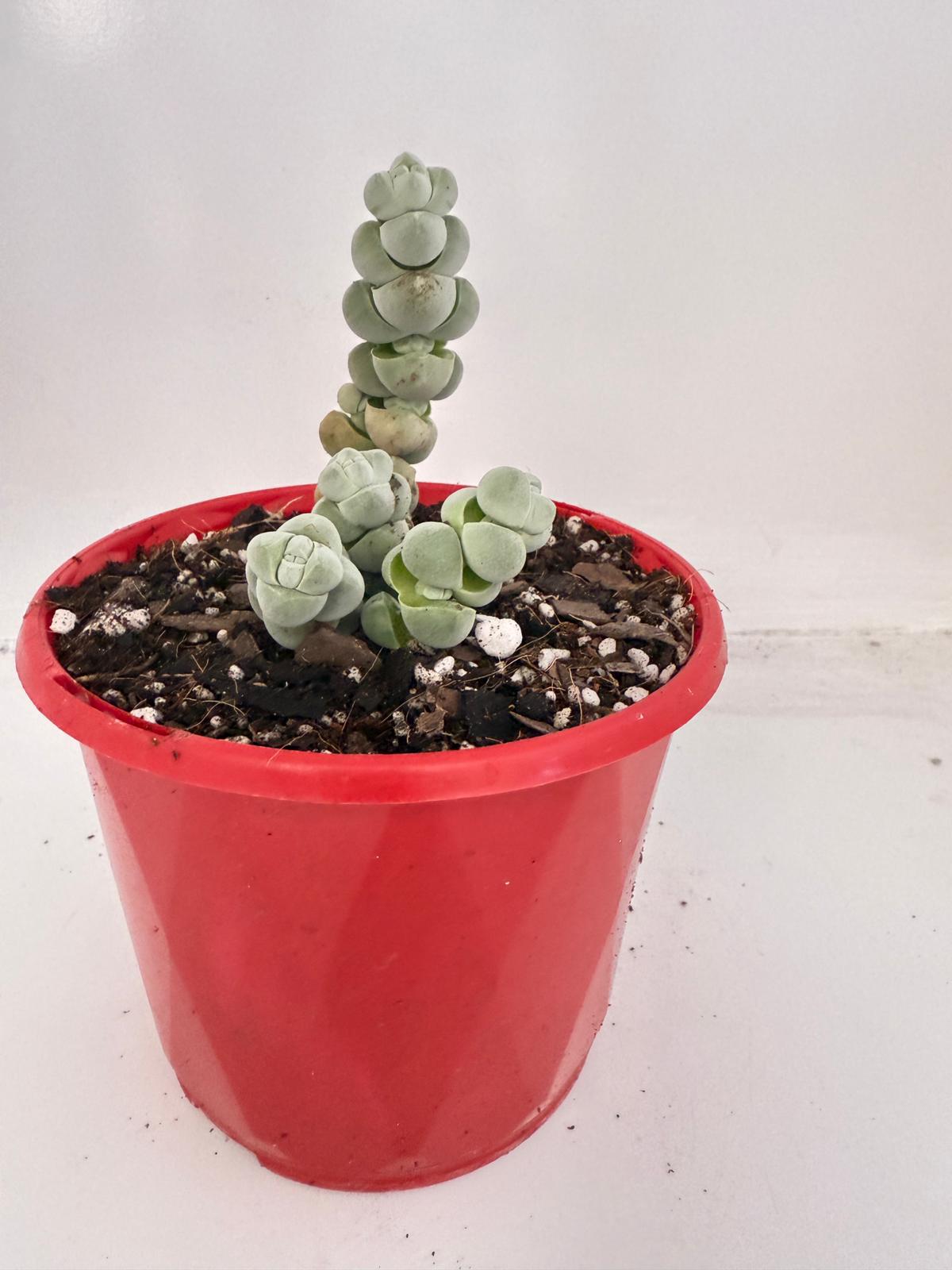 Crassula Plegmatoides – Crassula Arta 130mm