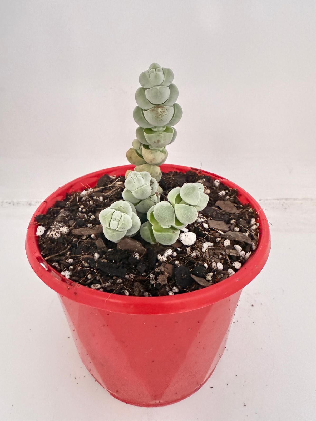 Crassula Plegmatoides – Crassula Arta 130mm
