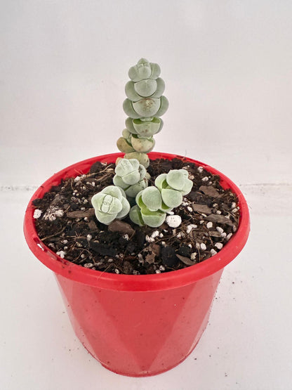 Crassula Plegmatoides – Crassula Arta 130mm
