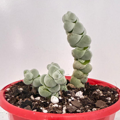 Crassula Plegmatoides – Crassula Arta 130mm