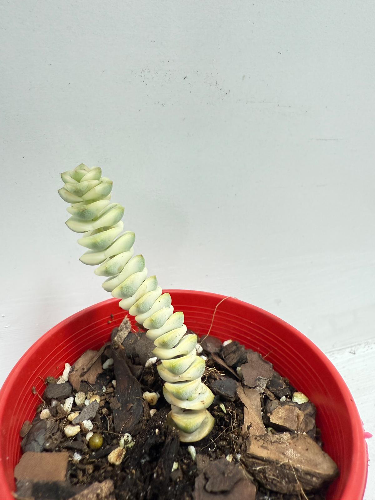 Crassula Fantacy - 80mm