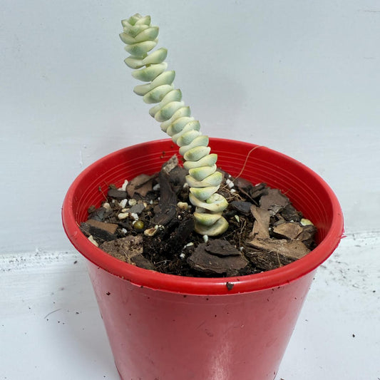 Crassula Fantacy - 80mm