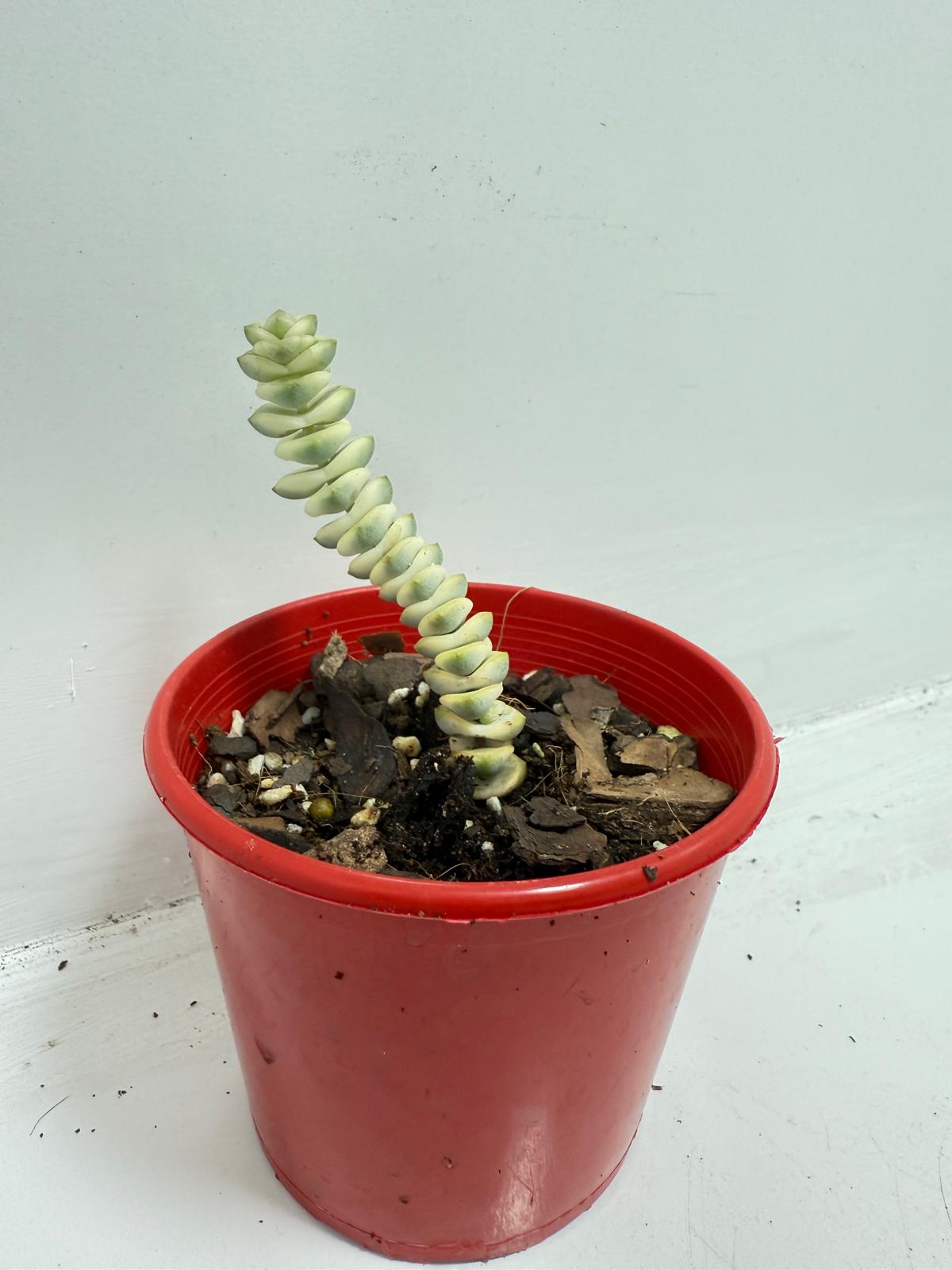Crassula Fantacy - 80mm