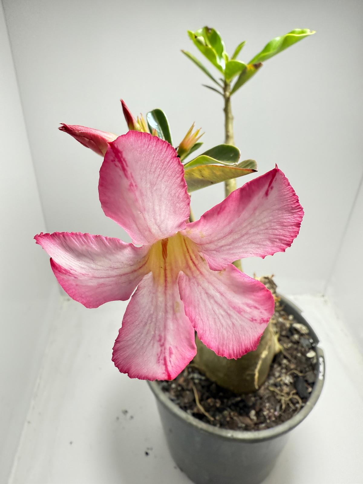 Desert Rose - Adenium Obesum #187