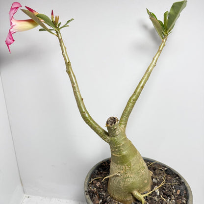 Desert Rose - Adenium Obesum #187