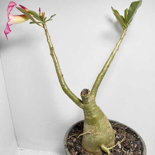 Desert Rose - Adenium Obesum #187