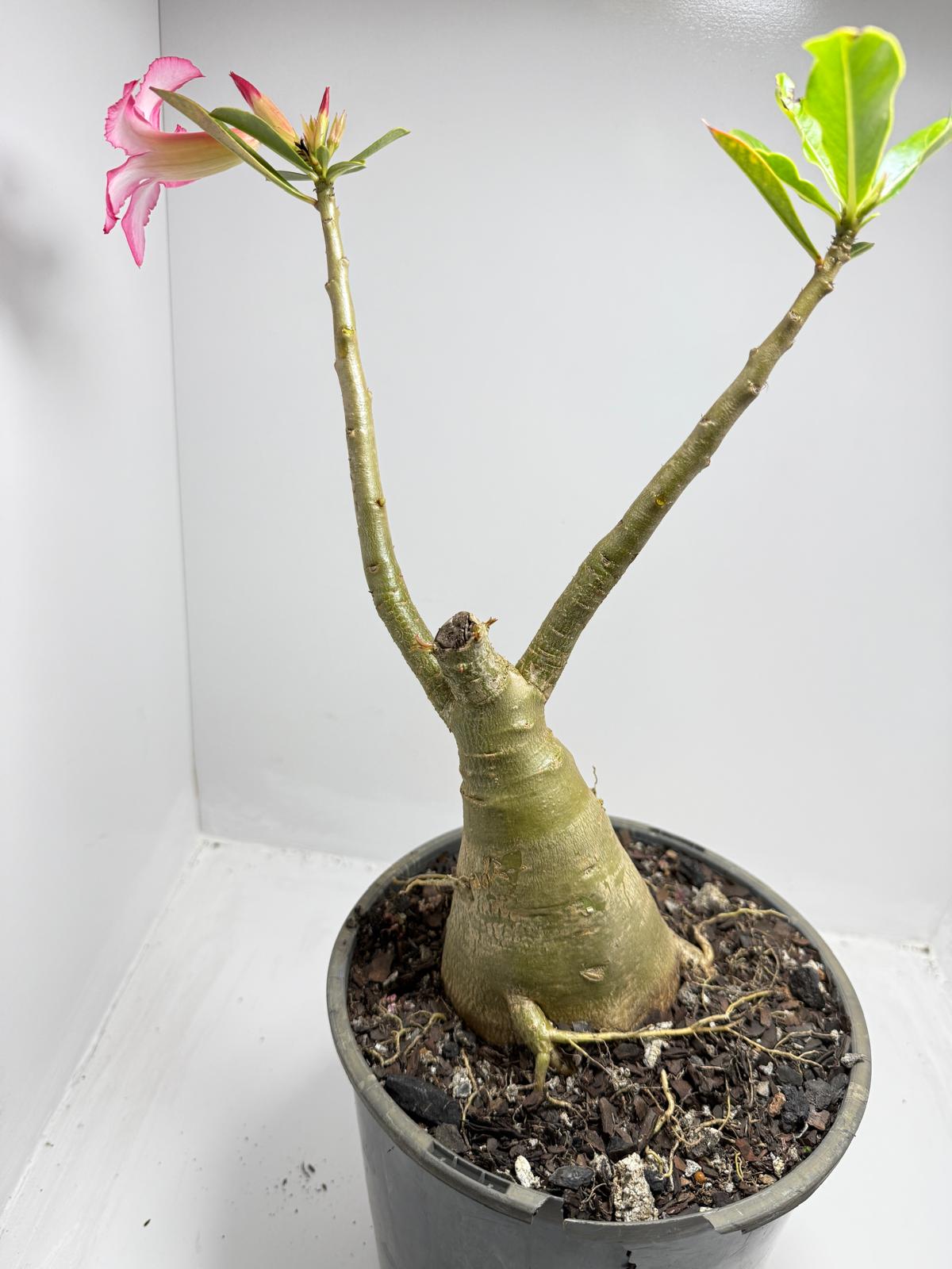 Desert Rose - Adenium Obesum #187