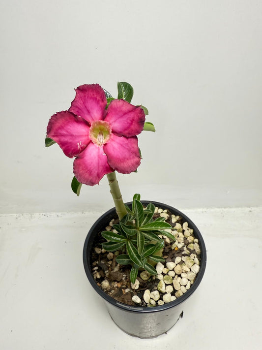 Desert Rose - Adenium Obesum #440