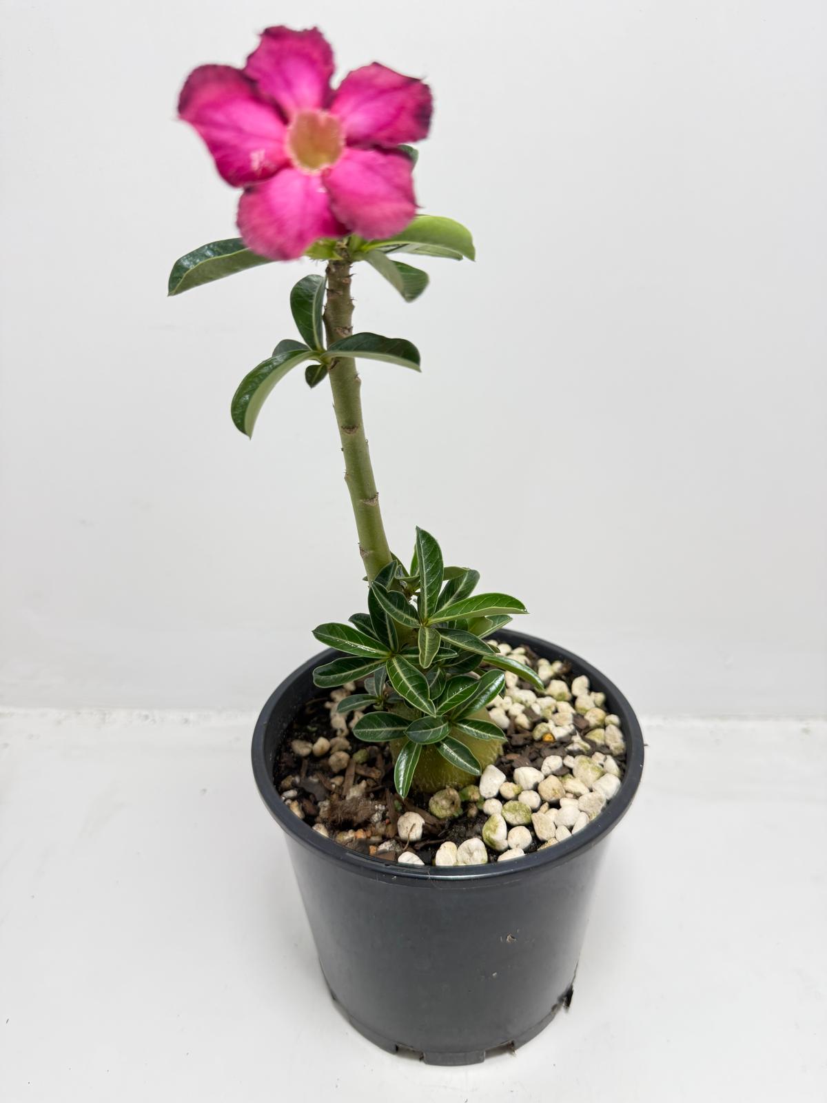 Desert Rose - Adenium Obesum #440