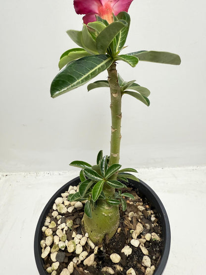 Desert Rose - Adenium Obesum #440
