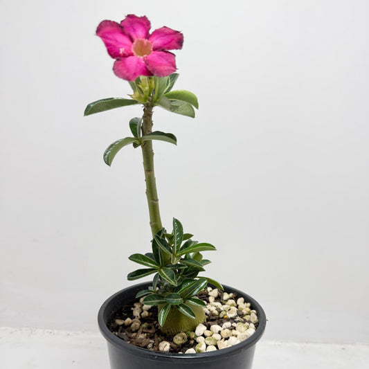 Desert Rose - Adenium Obesum #440