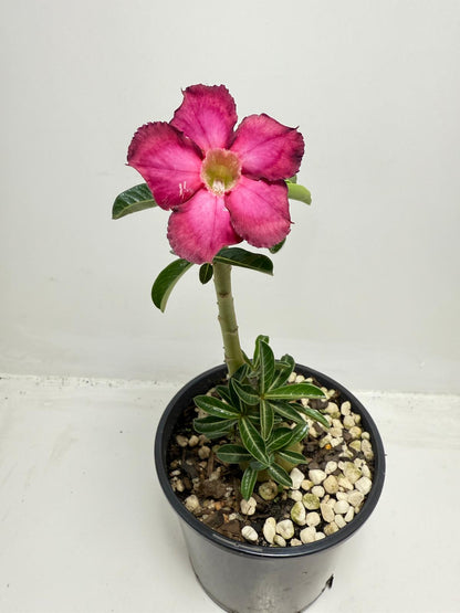 Desert Rose - Adenium Obesum #440