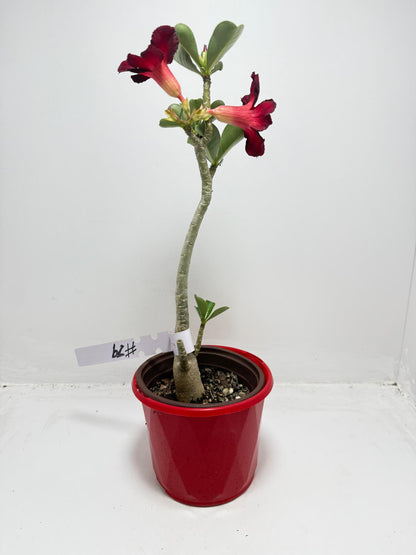 Desert Rose - Adenium Obesum # 62 N