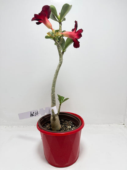 Desert Rose - Adenium Obesum # 62 N
