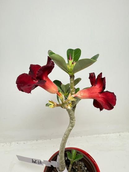 Desert Rose - Adenium Obesum # 62 N