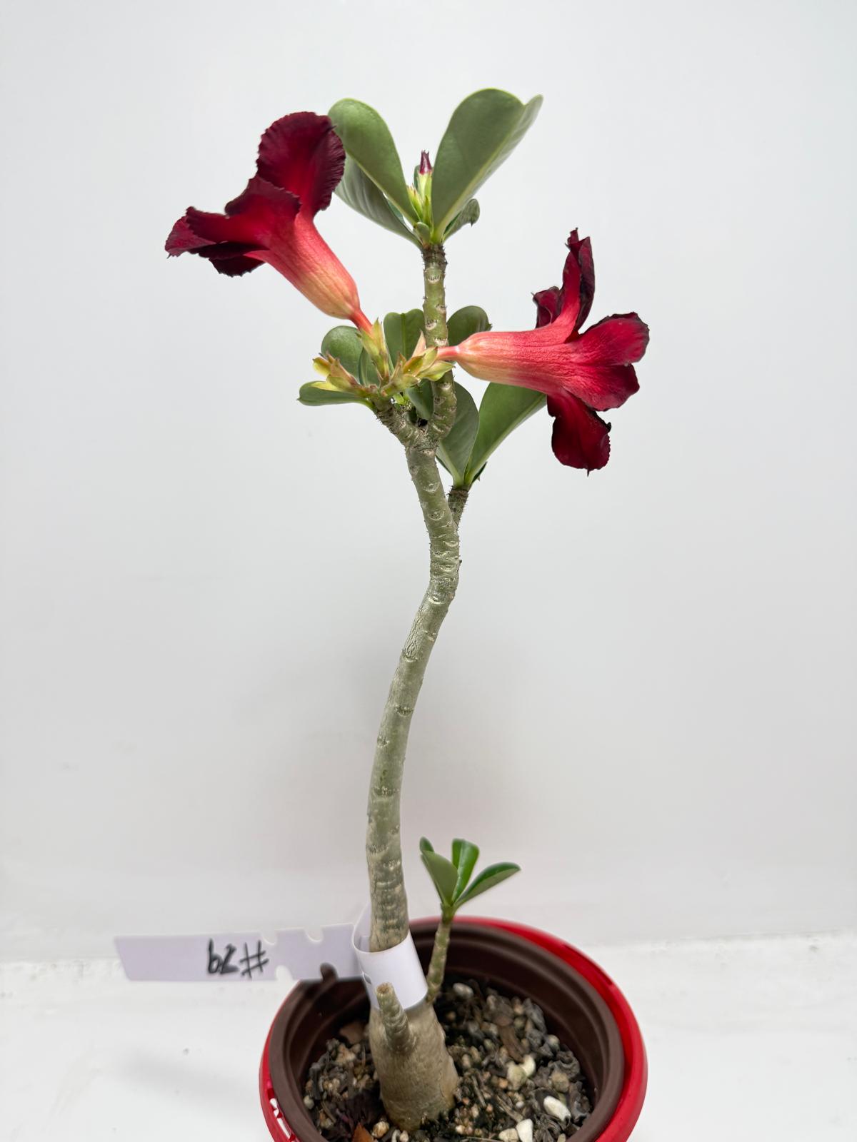 Desert Rose - Adenium Obesum # 62 N