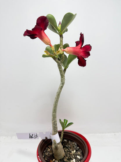 Desert Rose - Adenium Obesum # 62 N