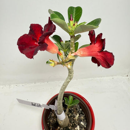 Desert Rose - Adenium Obesum # 62 N