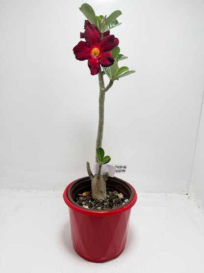Desert Rose - Adenium Obesum # 62 N
