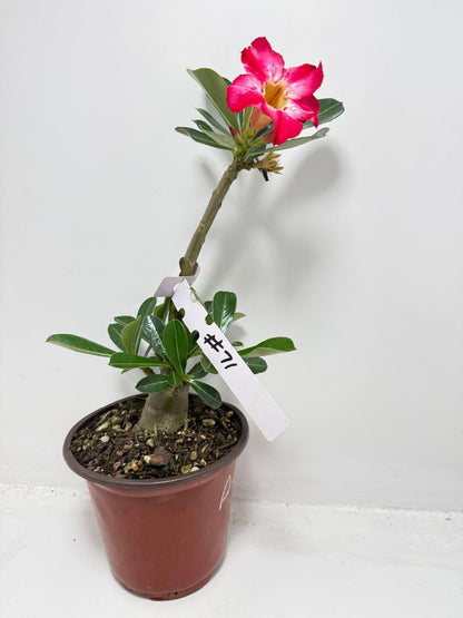 Desert Rose - Adenium Obesum #71