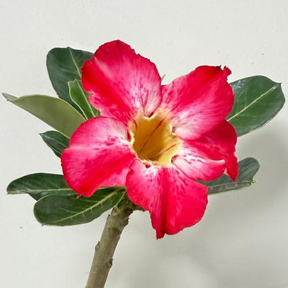 Desert Rose - Adenium Obesum #71