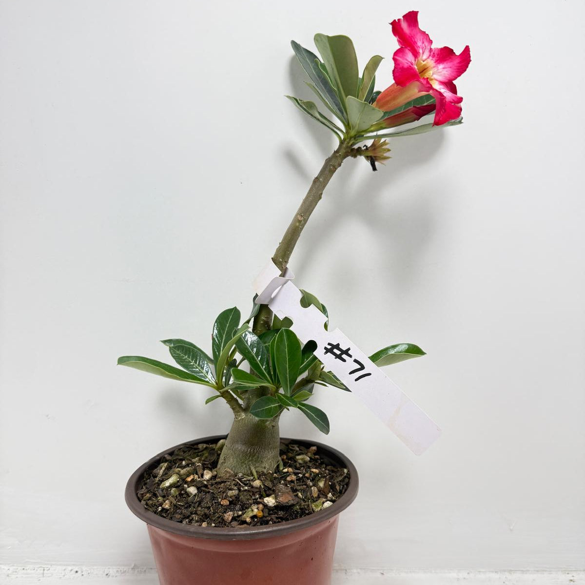 Desert Rose - Adenium Obesum #71