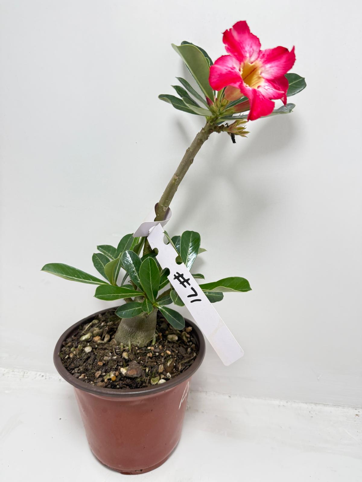 Desert Rose - Adenium Obesum #71