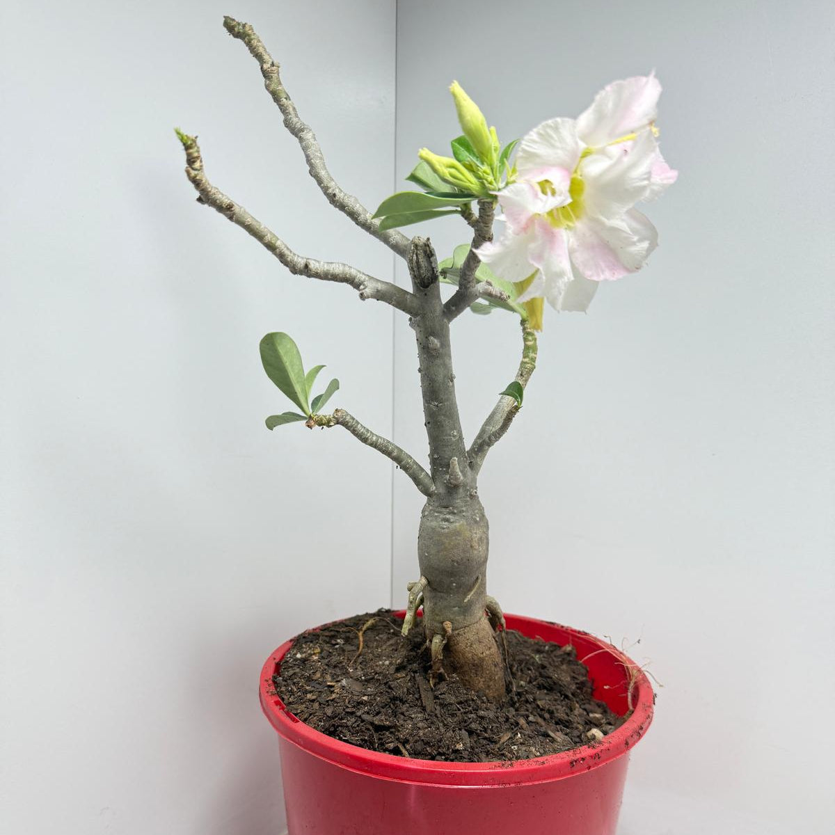 Desert Rose - Adenium Obesum #441