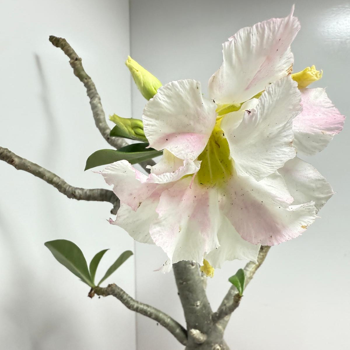 Desert Rose - Adenium Obesum #441