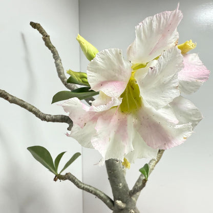 Desert Rose - Adenium Obesum #441