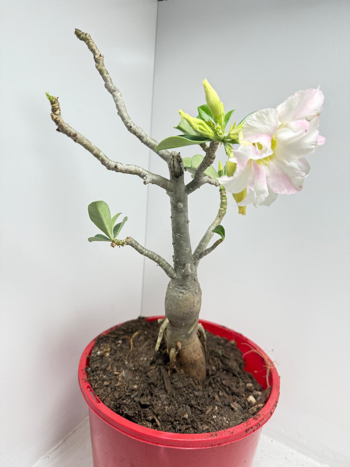 Desert Rose - Adenium Obesum #441