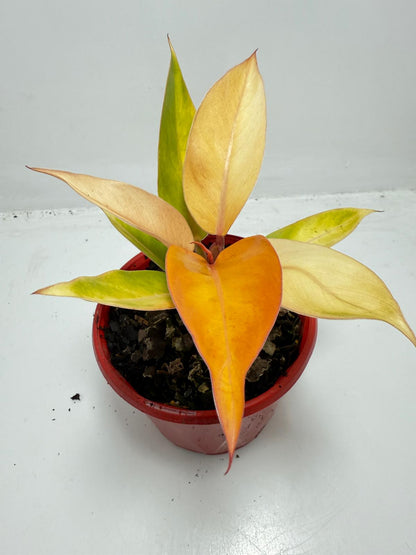 Philodendron Prince of Orange 130mm
