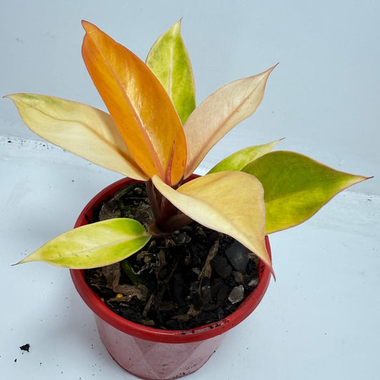 Philodendron Prince of Orange 130mm