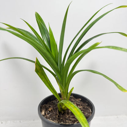 Pandan Fragrant , Pandanus Amaryllifolius  - 150mm