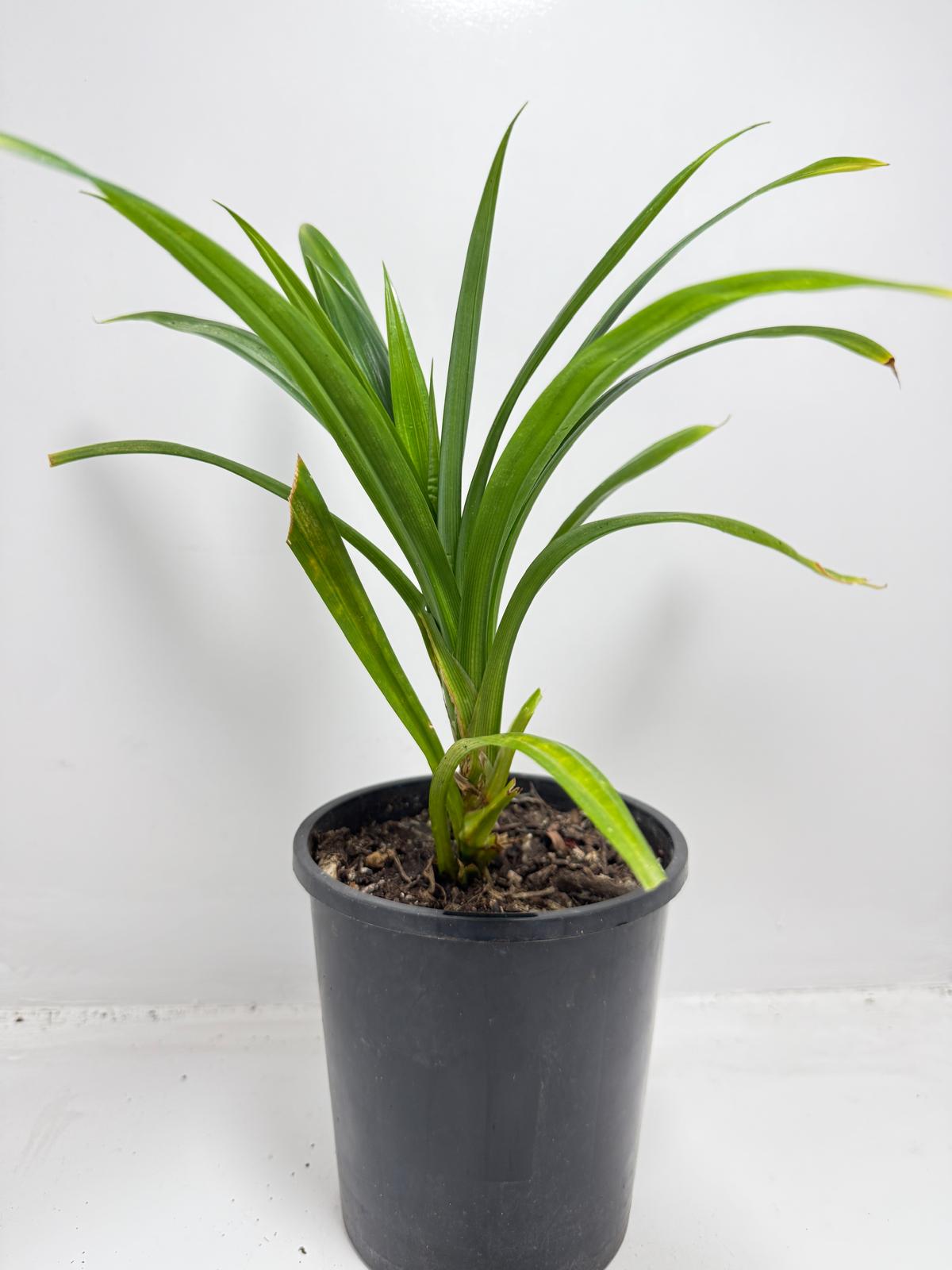 Pandan Fragrant , Pandanus Amaryllifolius  - 150mm