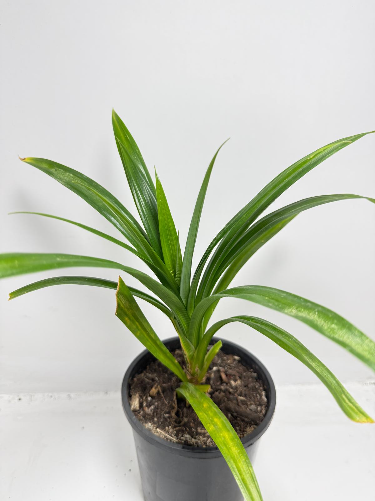 Pandan Fragrant , Pandanus Amaryllifolius  - 150mm