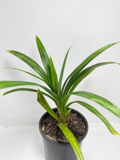Pandan Fragrant , Pandanus Amaryllifolius  - 150mm
