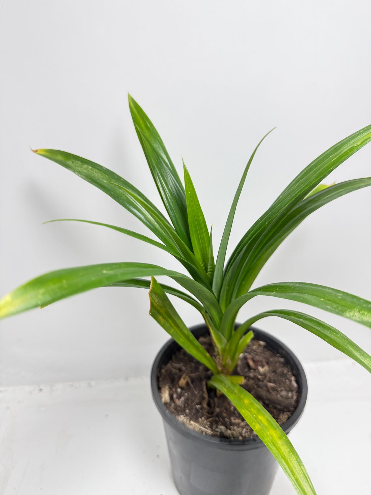 Pandan Fragrant , Pandanus Amaryllifolius  - 150mm