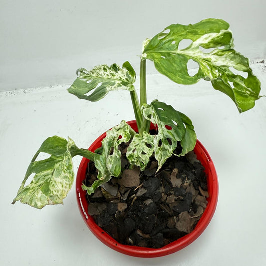 Minty Monstera -130mm