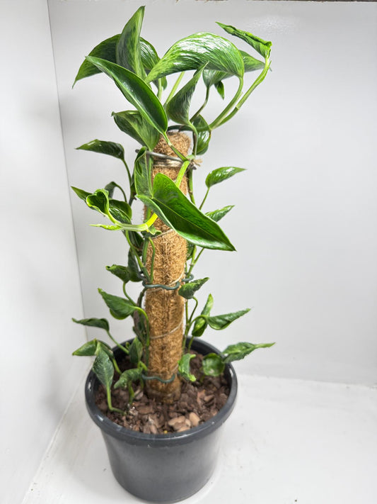 Totem Epi Shangrila - 210mm