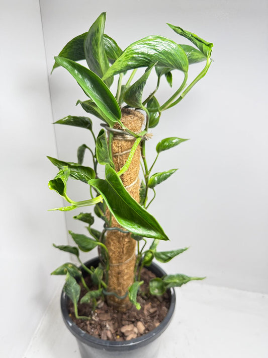 Totem Epi Shangrila - 210mm