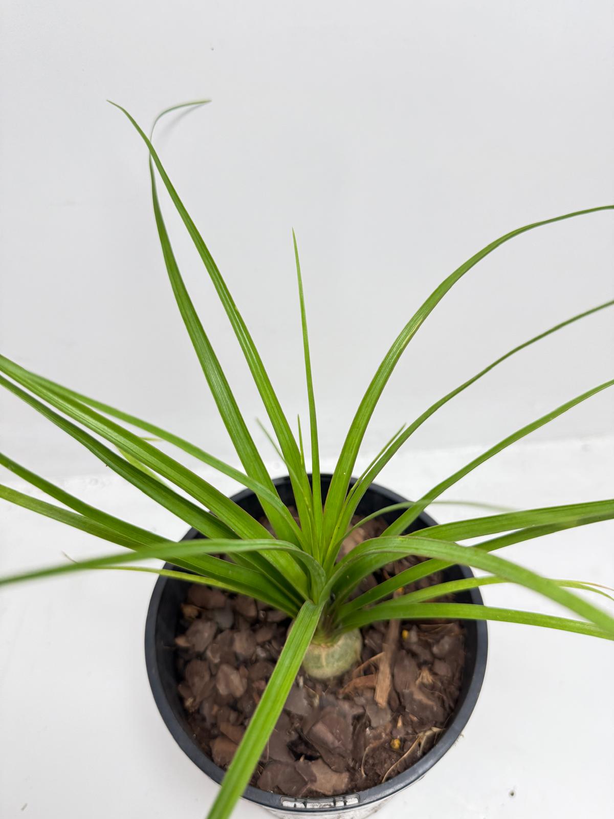 Beaucarnea Recurvata Ponytail