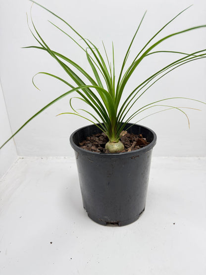 Beaucarnea Recurvata Ponytail