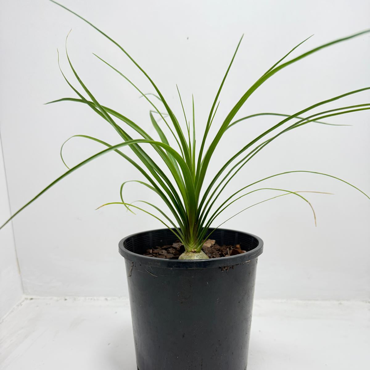 Beaucarnea Recurvata Ponytail
