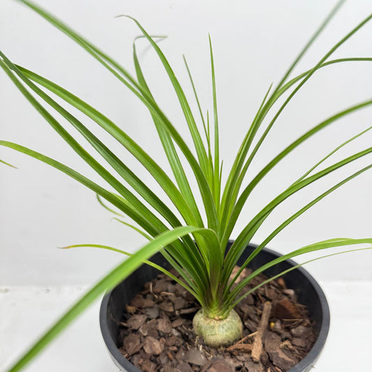 Beaucarnea Recurvata Ponytail