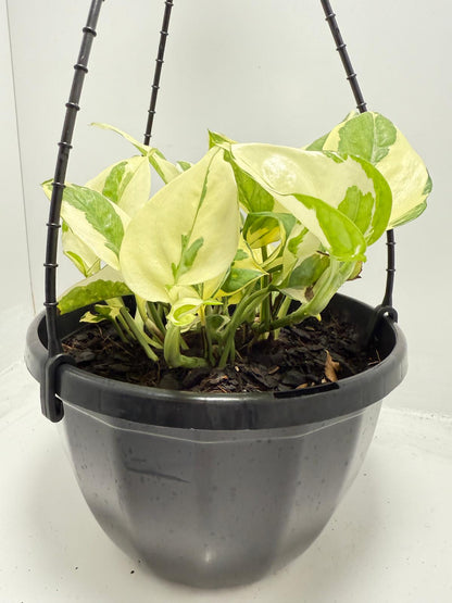 Epipremnum Snow Queen  190mm