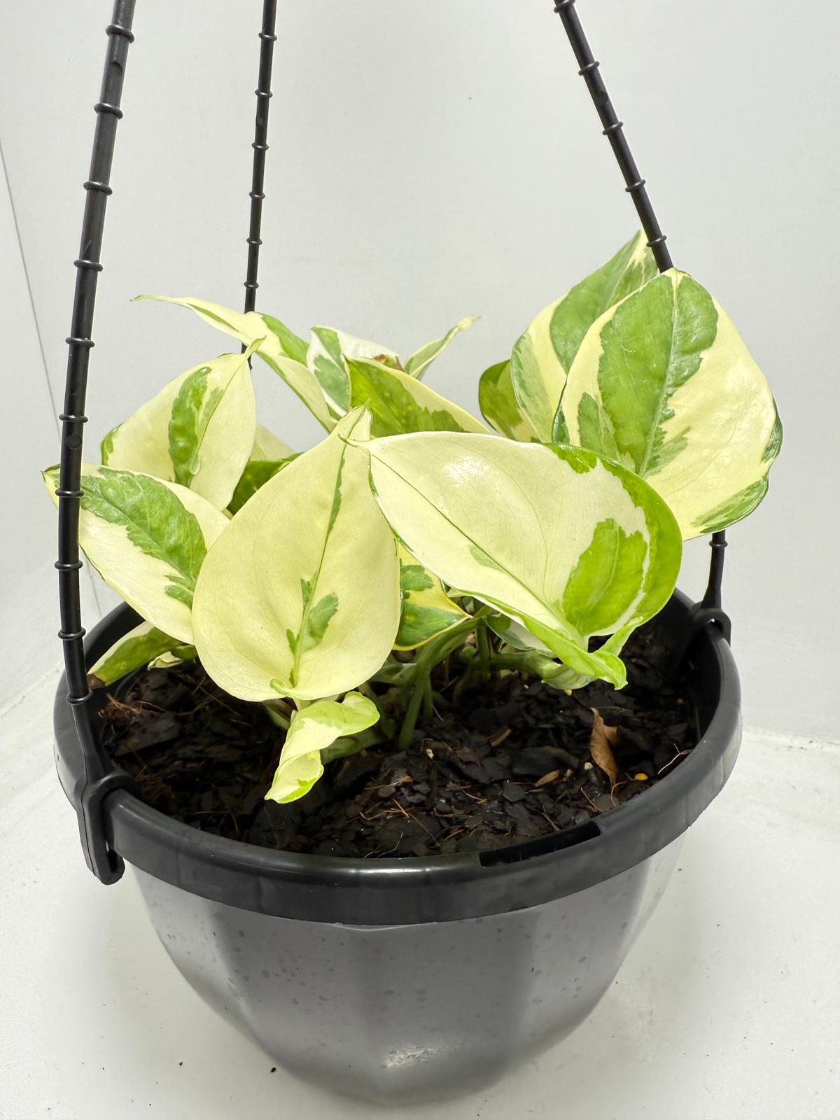 snow queen plant indoor Buy Snow Queen Pothos