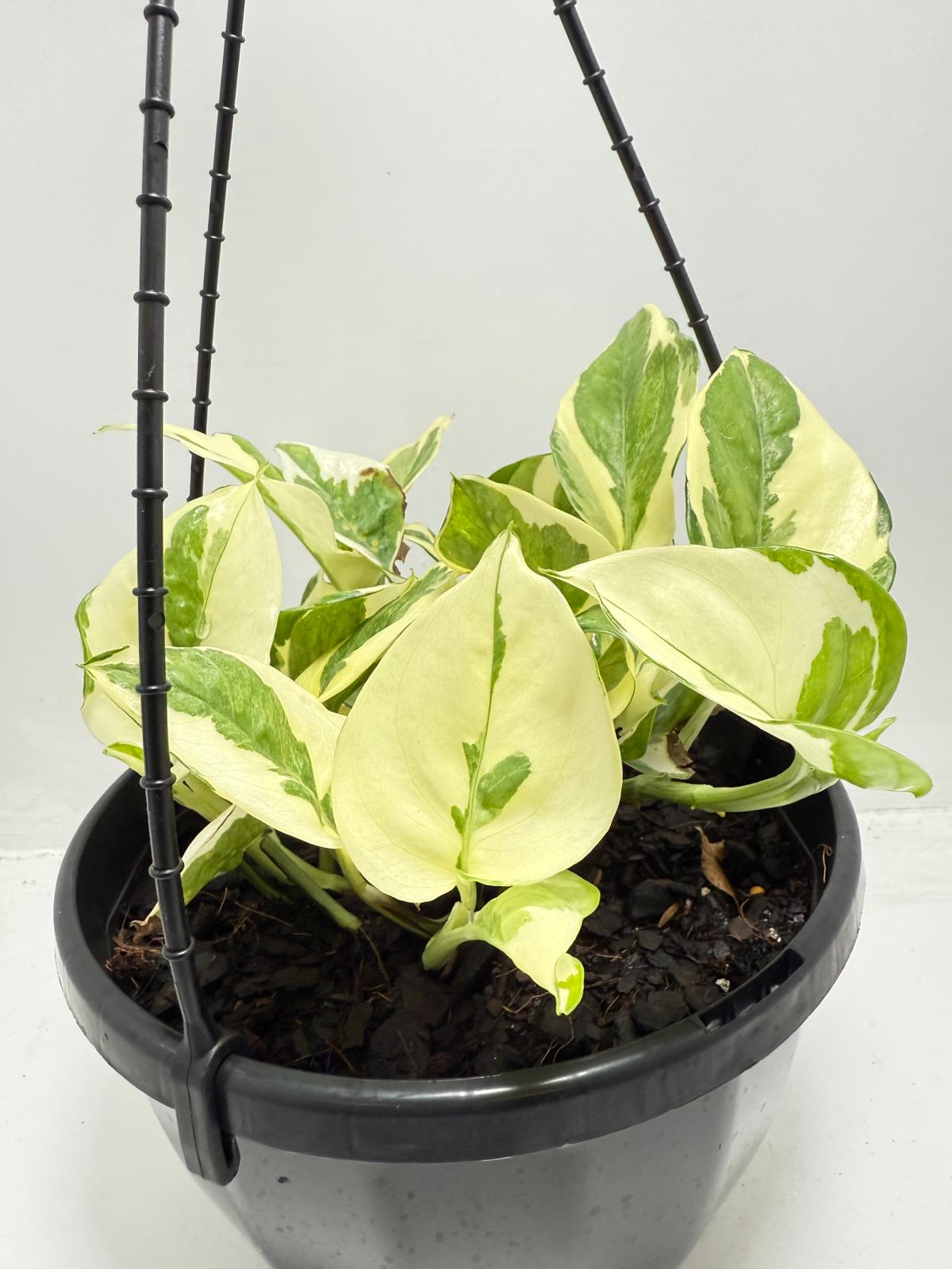 Epipremnum Snow Queen  190mm