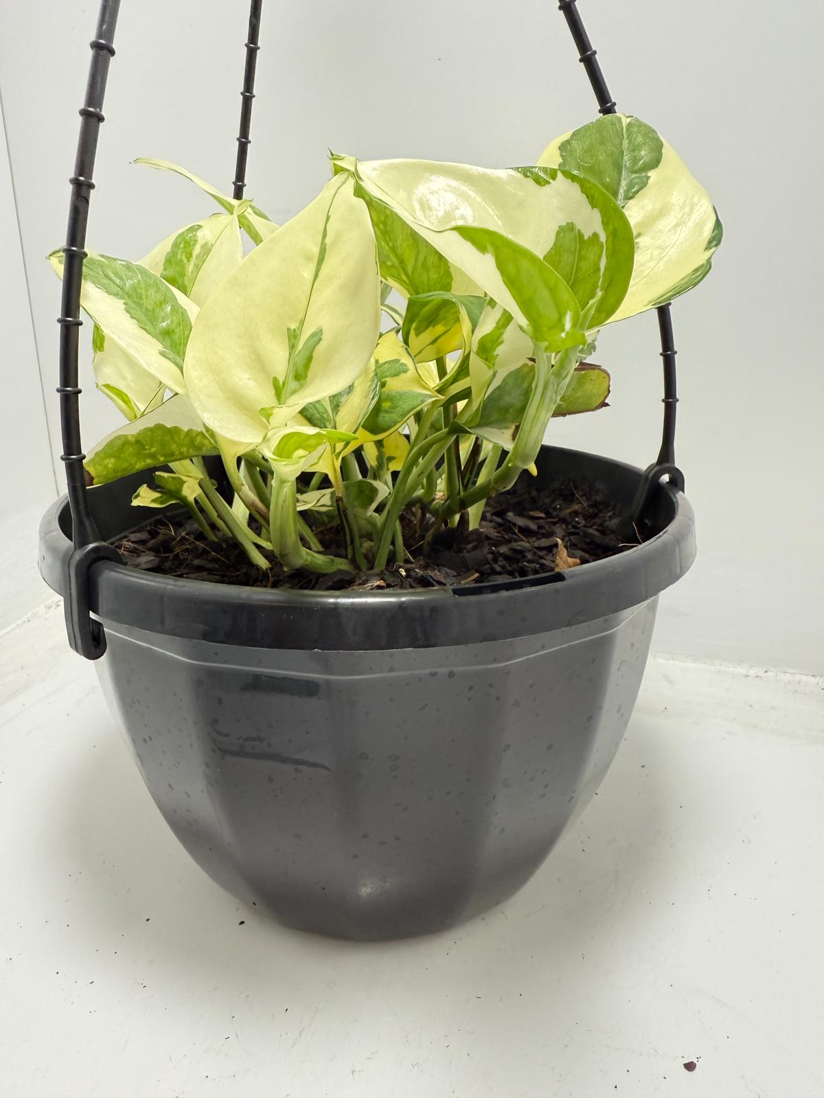 snow queen pothos hanging Buy Snow Queen Pothos