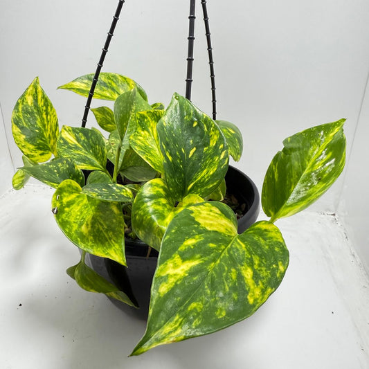 Pothos Golden - Devils Ivy  - 190mm